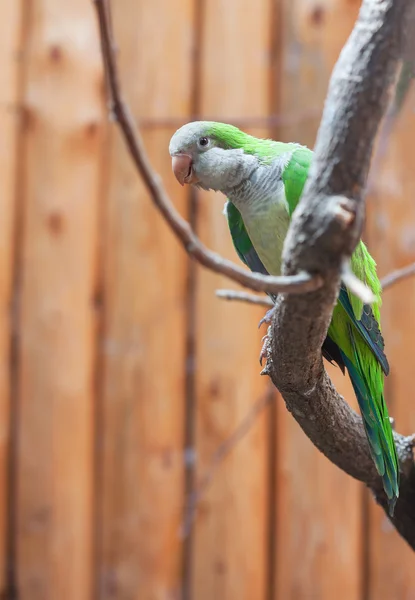Любопытный зелёный попугай — стоковое фото