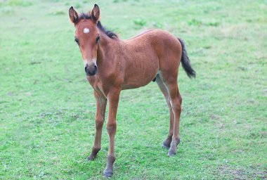 Genç kahverengi colt