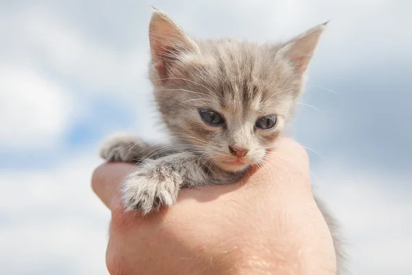 Caring for kitten — Stock fotografie