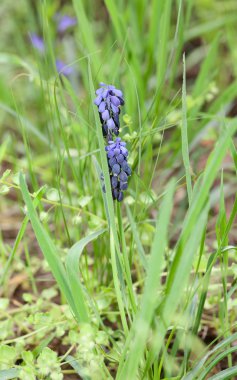 Muscari botryoides bahar çiçek