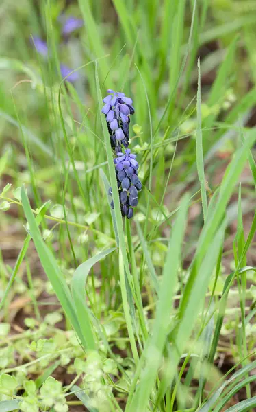 Muscari botryoides bahar çiçek