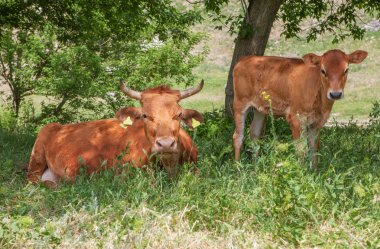 İnek ve Dana gölgede