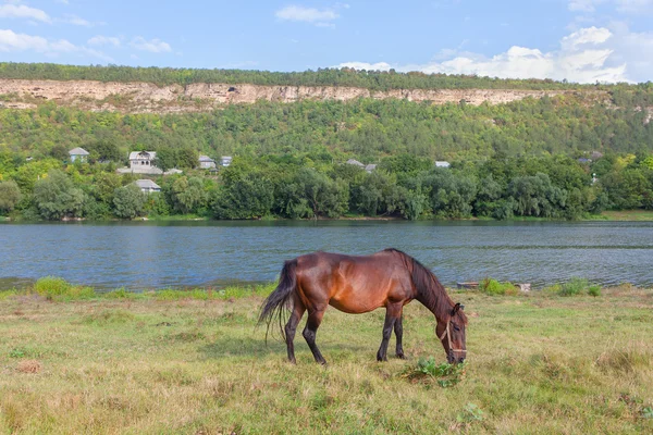 Güzel kahverengi at otlatma — Stok fotoğraf