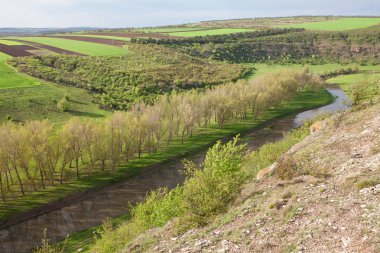 Nehrin kıyısında büyüyen ağaçlar