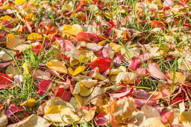 renkli sonbahar kapak