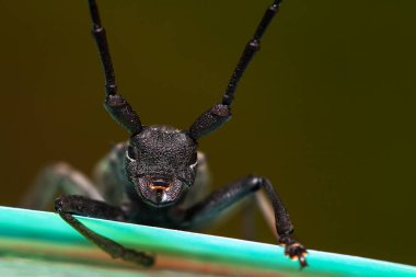korku veren siyah böceği portre