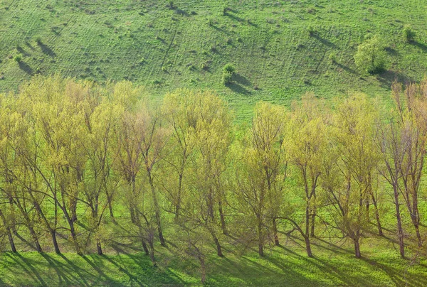 Árboles sobre fondo verde — Foto de Stock