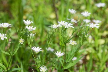 Beyaz bahar çiçekleri