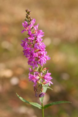 Fireweed kır çiçeği