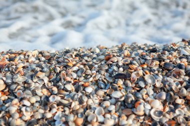 Deniz kıyısında kabukları tam