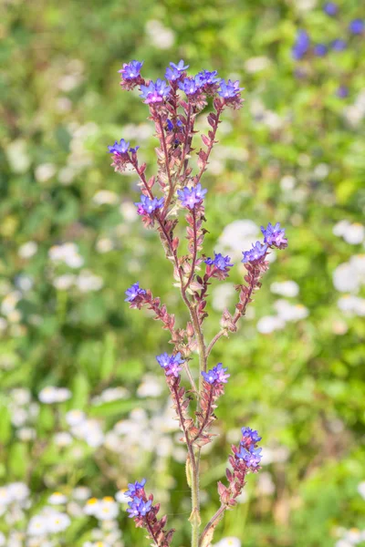 Pequeñas flores azules — Foto de Stock