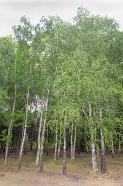 Rus huş ağacı orman