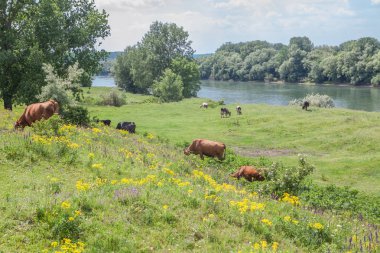 İnek Sürüsü yeşil çayır üzerinde