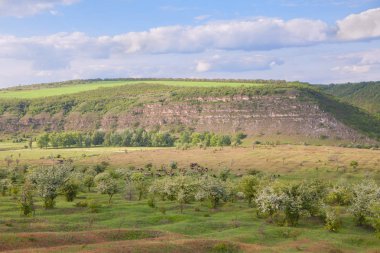 Yeşil çayırlarda otlayan koyunlar