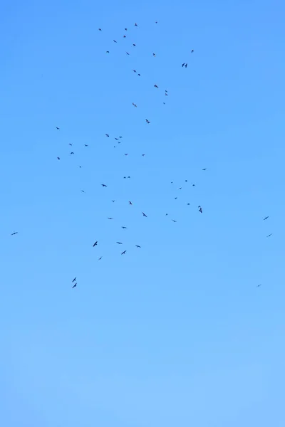 Ptaki na błękitnym niebie — Zdjęcie stockowe
