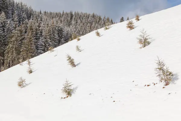 丘の上のクリスマス ツリー — ストック写真