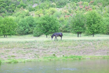 üzerinde yeşil bir riverside tayı