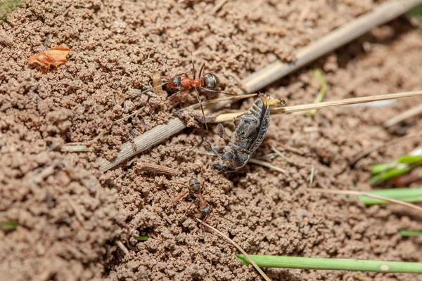 Formigas e insetos de orvalho — Fotografia de Stock