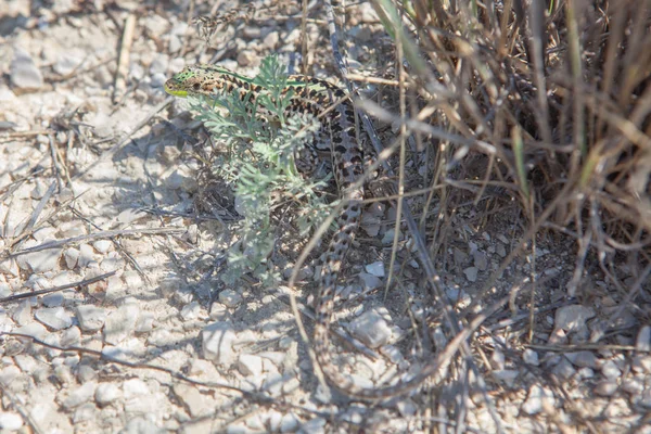 Lagarto na sombra — Fotografia de Stock