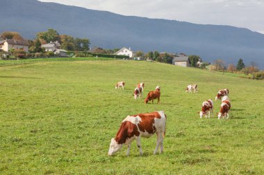cows graze in the foothills clipart