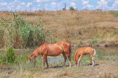 Karabasan ve tay otluyor.