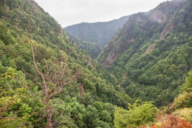 Yeşil dağlar sahne