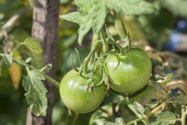 bahçede yeşil domates