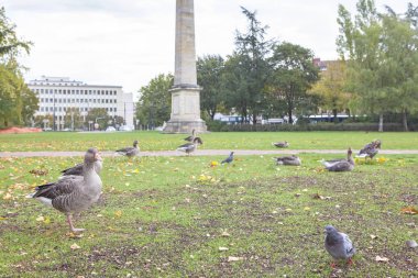 kuşlar kentsel Park