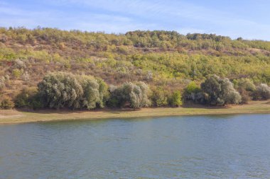 ağaçlar su yakınında