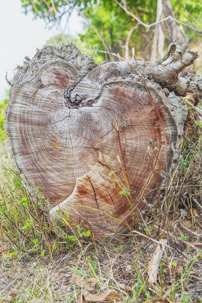 Coupe tronc d'arbre — Photo
