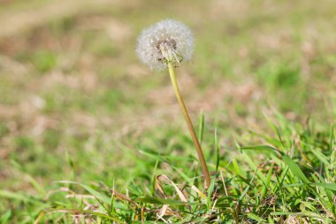 karahindiba otlar içinde