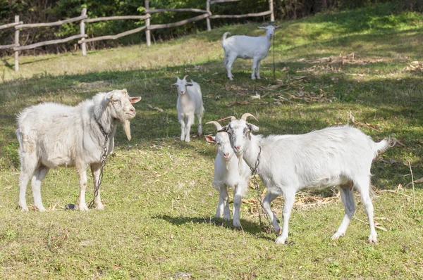 Goat farm scene — Stock Photo, Image