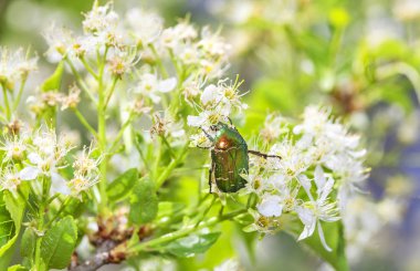 çiçek yeşil böcek