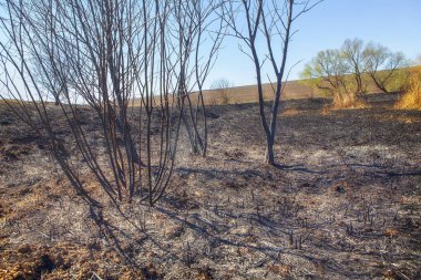 yanmış doğal alan