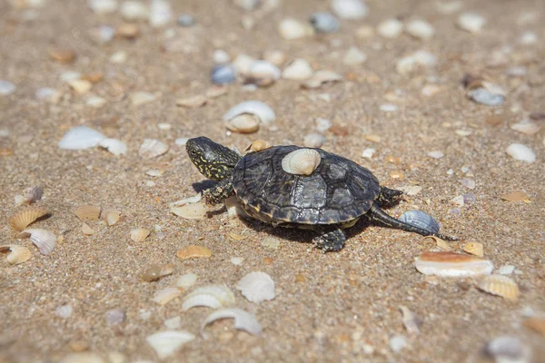 Tartaruga na praia arenosa — Fotografia de Stock