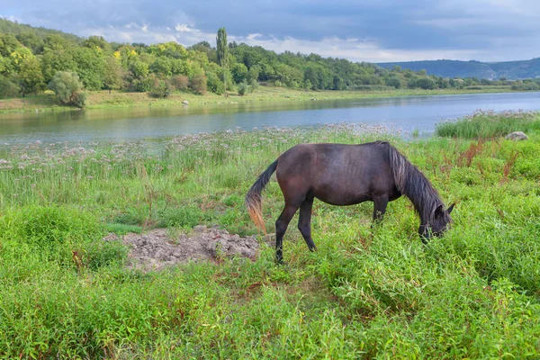 Pâturage de chevaux foncés — Photo