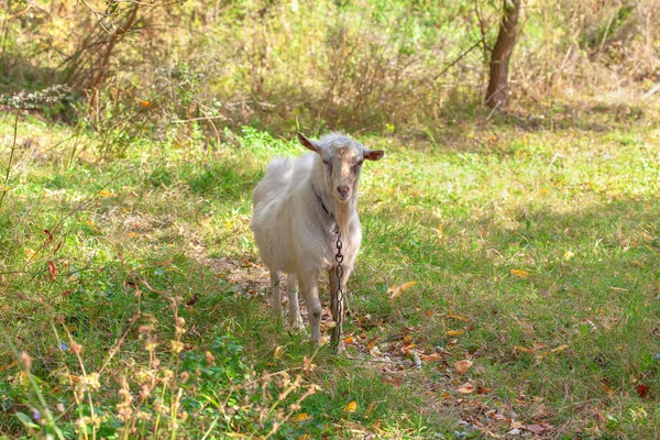 Молода коза на луках — стокове фото