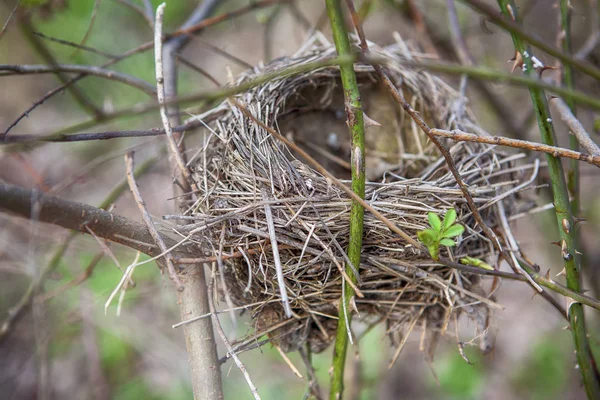 Nid sur branches — Photo