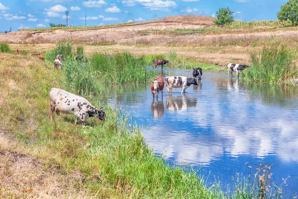 Sığır ile kırsal manzara — Stok fotoğraf