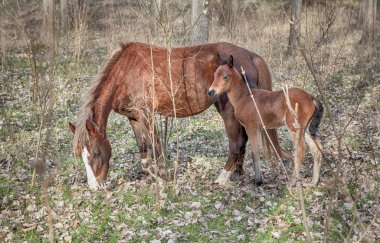 kahverengi at ve tay