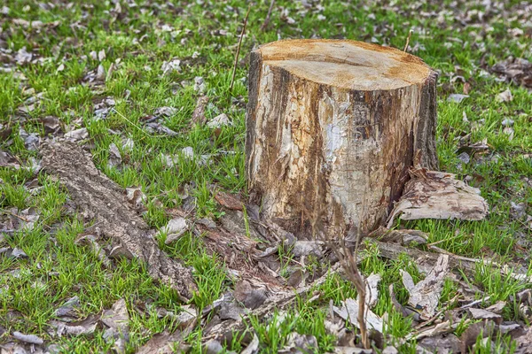 Cut tree trunk — Stockfoto