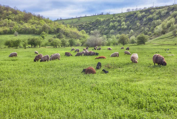 Koyun sürüsü yeşil zemin üzerine — Stok fotoğraf