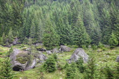 köknar ağaçları sahne