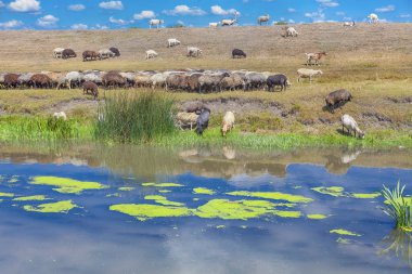 Riverside'da çiftlik hayvanları
