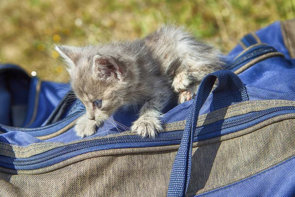 Çanta üzerinde oturan kedi — Stok fotoğraf