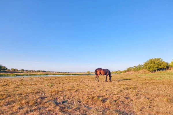 Cena rural com cavalo — Fotografia de Stock