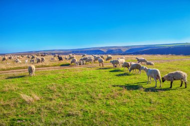 koyun sürüsü mera üzerinde
