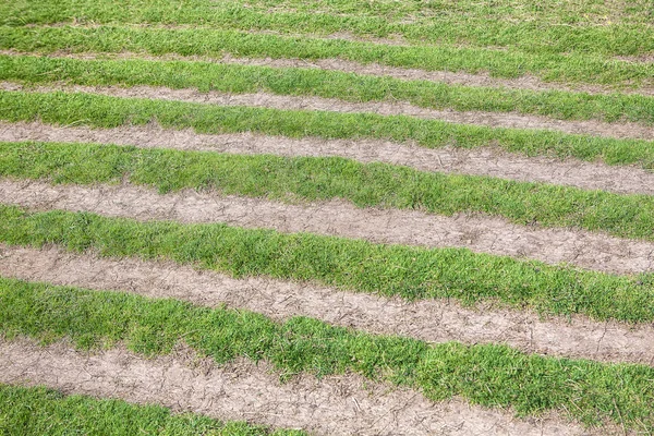 Herbe rayée poussant — Photo