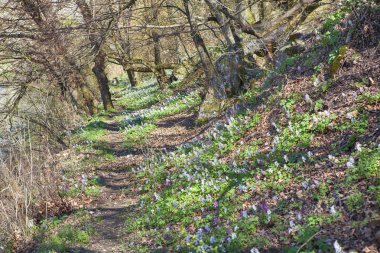 ormanda bahar çiçekleri