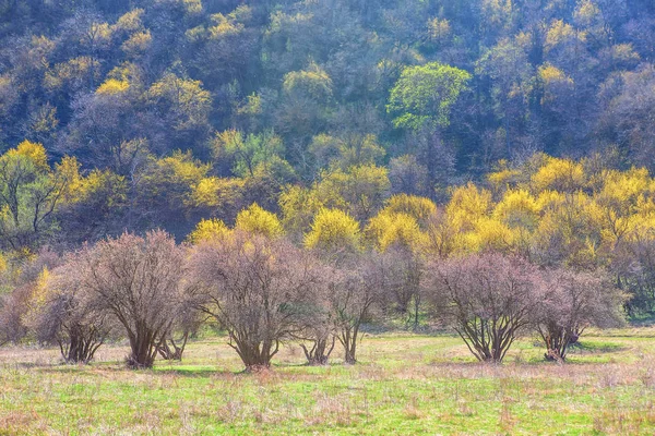 Árboles de primavera coloridos —  Fotos de Stock